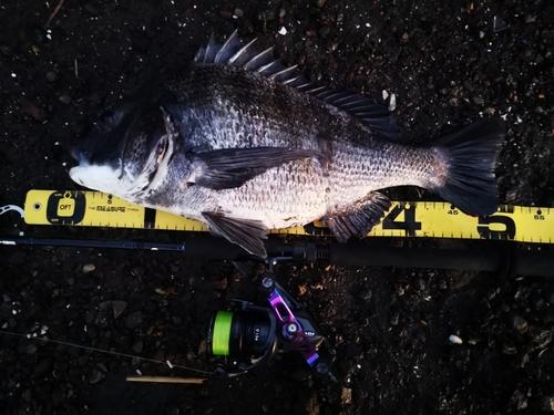 クロダイの釣果