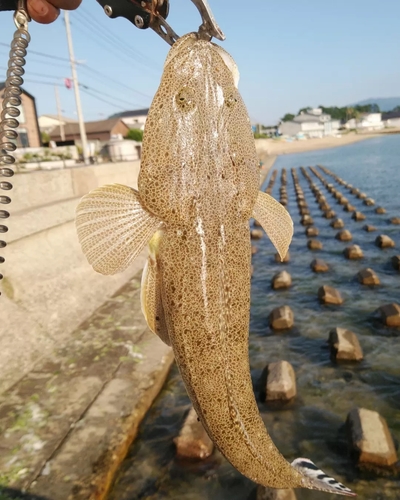 マゴチの釣果