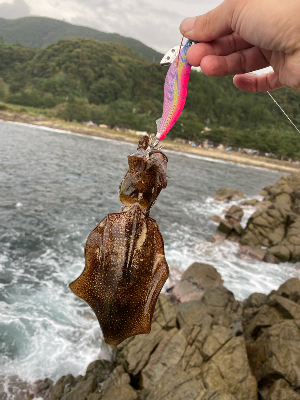 アオリイカ