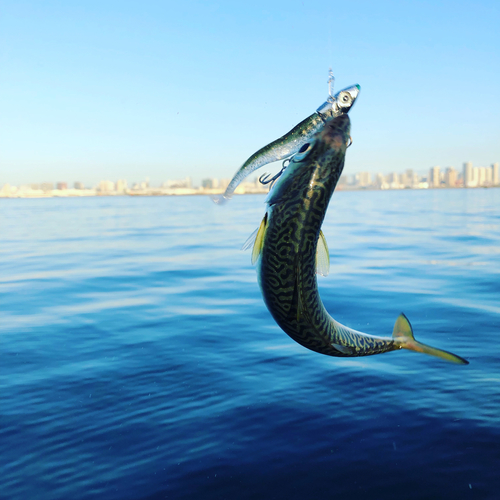 サバの釣果