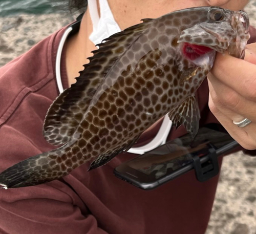 オオモンハタの釣果