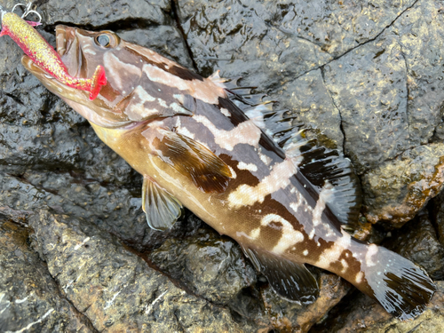 クエの釣果