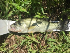 ブラックバスの釣果