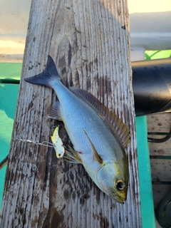 イサキの釣果