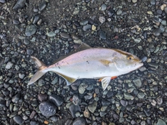 ショゴの釣果