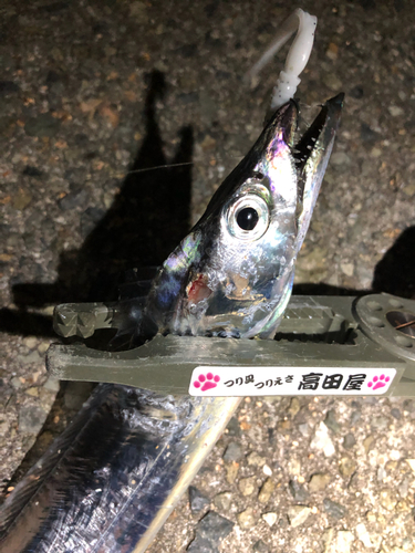 タチウオの釣果