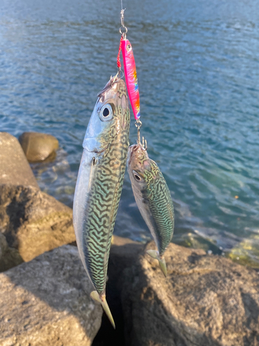 サバの釣果