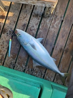 ハマチの釣果