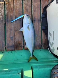 ワカシの釣果