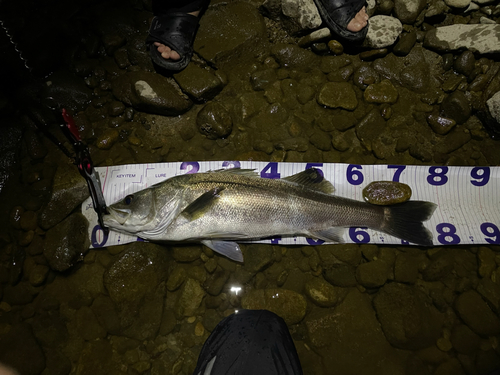 シーバスの釣果