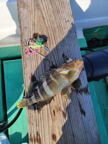 アオハタの釣果