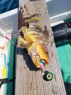 アオハタの釣果