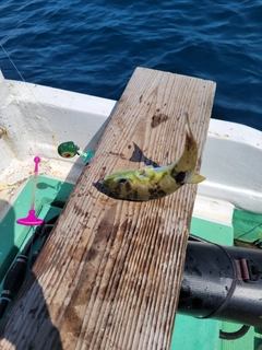 シロサバフグの釣果