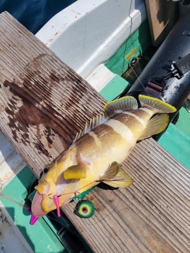 アオハタの釣果