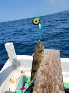 シロサバフグの釣果