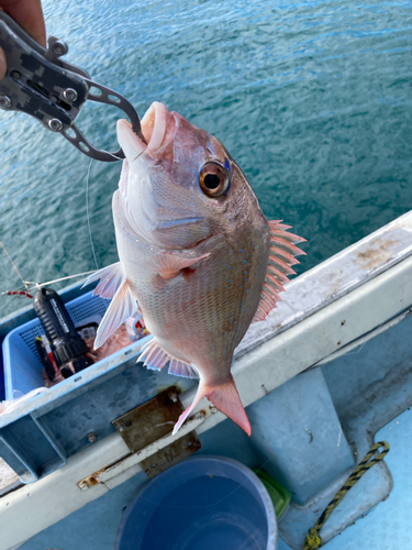 マダイの釣果