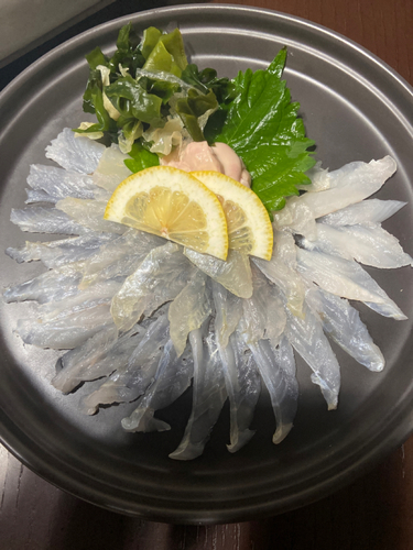 カワハギの釣果