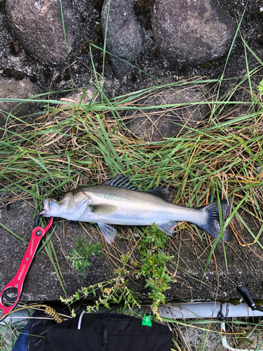 スズキの釣果