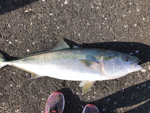 ブリの釣果