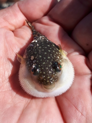 シログチの釣果