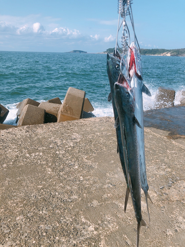 サゴシの釣果