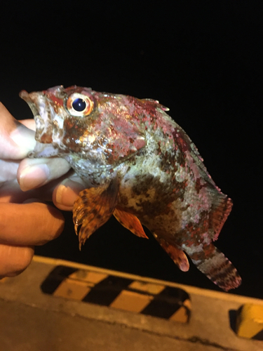 ヨロイメバルの釣果