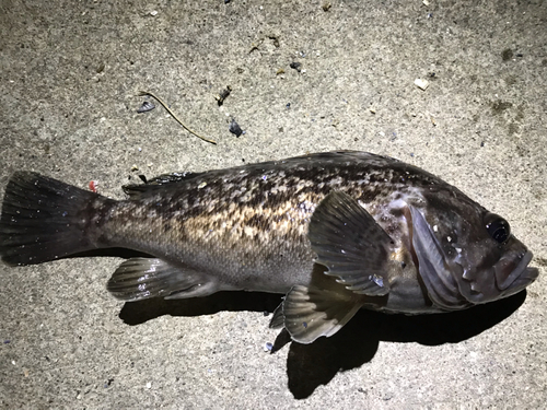 クロソイの釣果