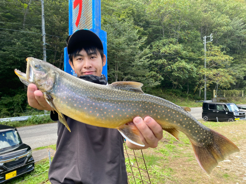 オショロコマの釣果