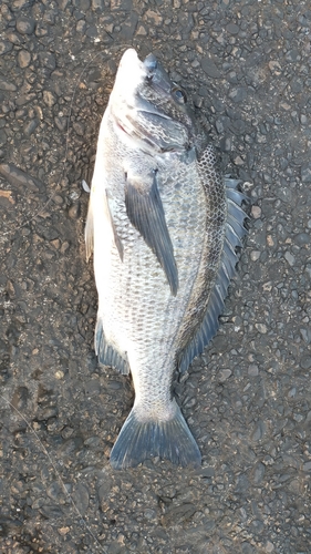 チヌの釣果