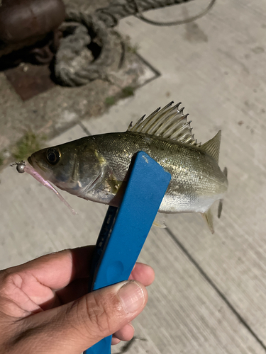 シーバスの釣果