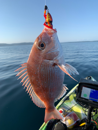 マダイの釣果