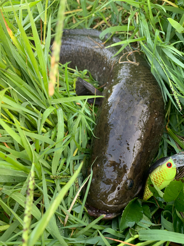 ライギョの釣果