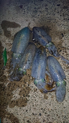 アオリイカの釣果