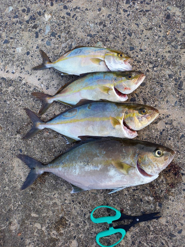 カンパチの釣果