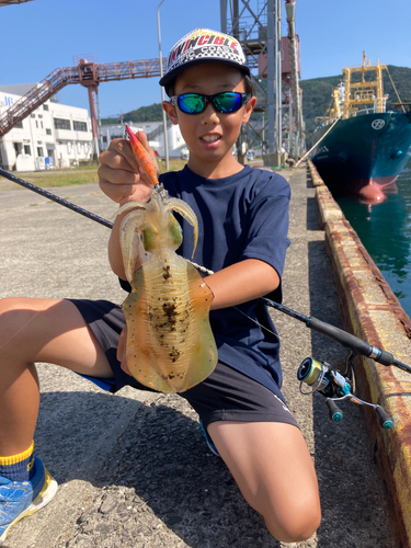 コウイカの釣果