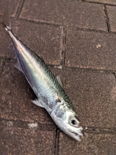 マサバの釣果