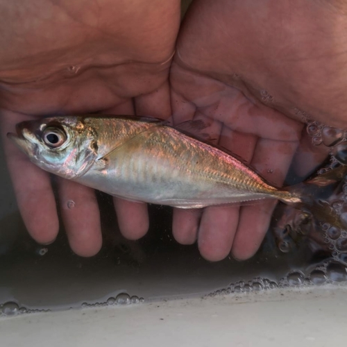 マアジの釣果