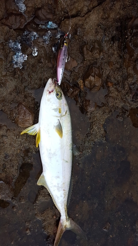 ヒラマサの釣果