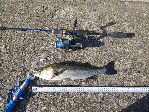 スズキの釣果