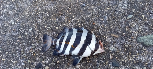 サンバソウの釣果