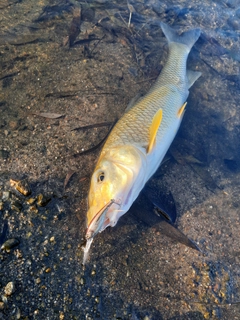 ニゴイの釣果