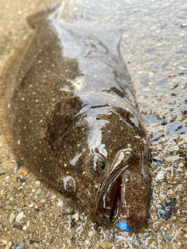 ヒラメの釣果