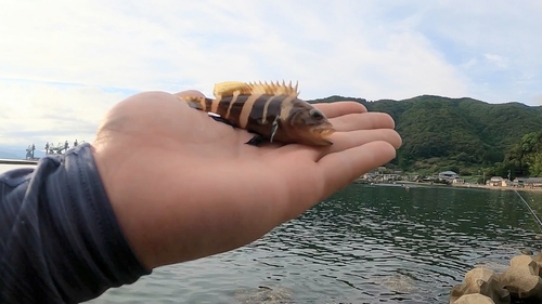 アオハタの釣果