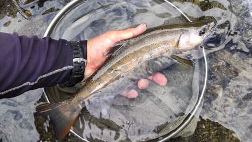 アマゴの釣果