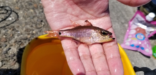 クロホシイシモチの釣果