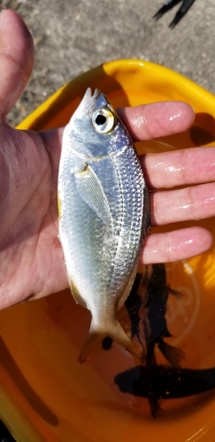 ウミタナゴの釣果