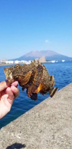 オニオコゼの釣果