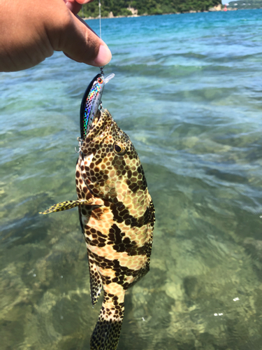 イシミーバイの釣果