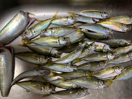 アジの釣果