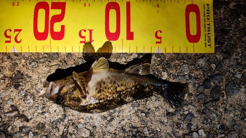 タケノコメバルの釣果